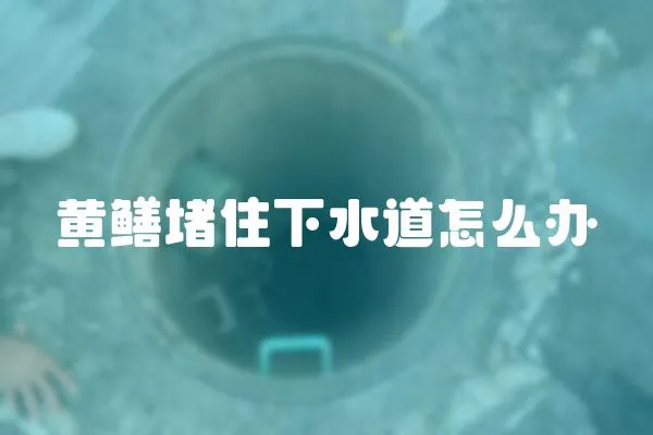 黃鱔堵住下水道怎么辦