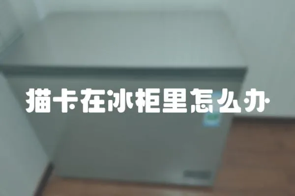 貓卡在冰柜里怎么辦