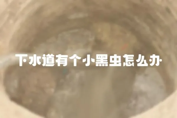 下水道有個小黑蟲怎么辦