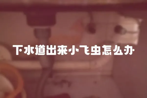 下水道出來小飛蟲怎么辦