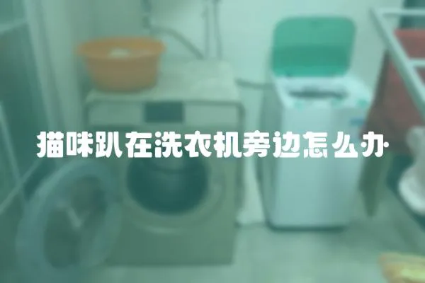 貓咪趴在洗衣機旁邊怎么辦