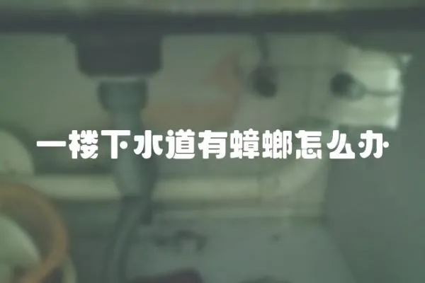 一樓下水道有蟑螂怎么辦