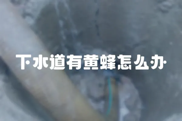 下水道有黃蜂怎么辦