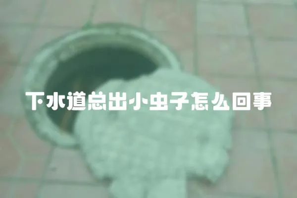 下水道總出小蟲子怎么回事