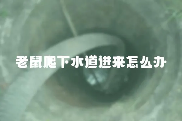 老鼠爬下水道進來怎么辦