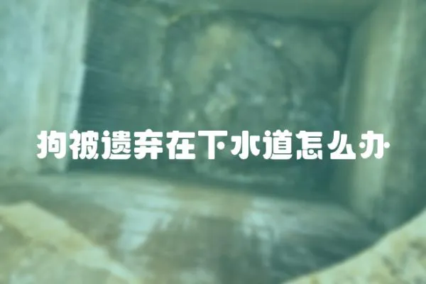 狗被遺棄在下水道怎么辦