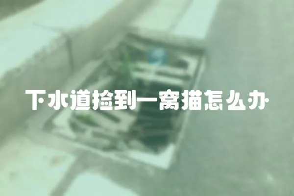 下水道撿到一窩貓怎么辦