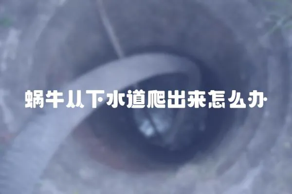 蝸牛從下水道爬出來怎么辦