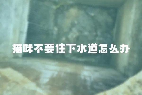 貓咪不要住下水道怎么辦
