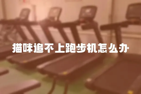 貓咪追不上跑步機怎么辦