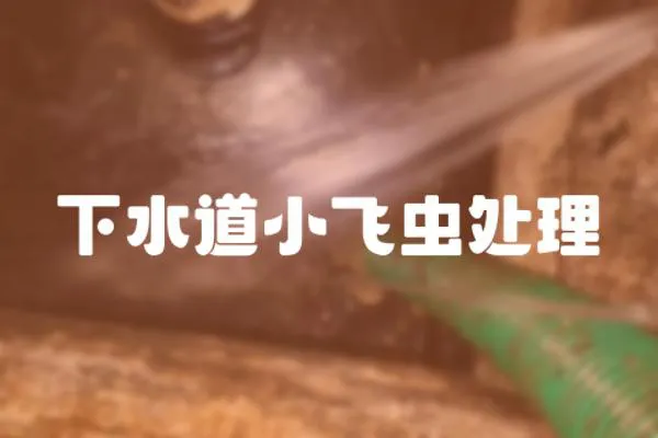 下水道小飛蟲(chóng)處理