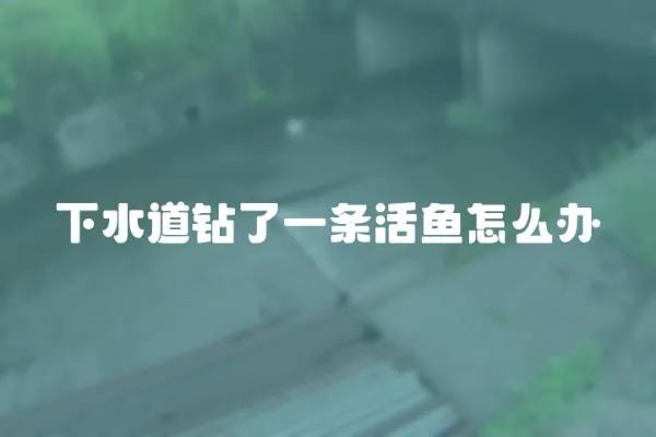 下水道鉆了一條活魚怎么辦