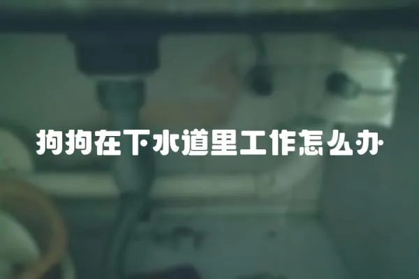狗狗在下水道里工作怎么辦