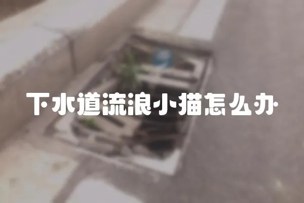 下水道流浪小貓怎么辦