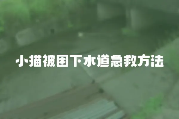 小貓被困下水道急救方法