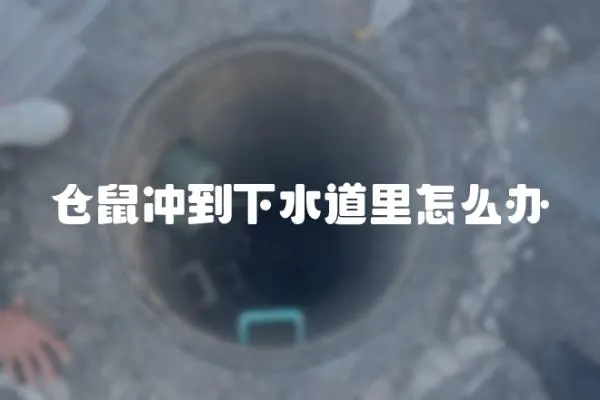 倉鼠沖到下水道里怎么辦