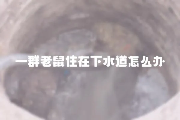 一群老鼠住在下水道怎么辦
