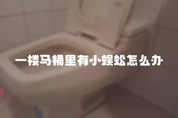一樓馬桶里有小蜈蚣怎么辦