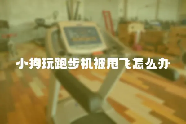 小狗玩跑步機被甩飛怎么辦