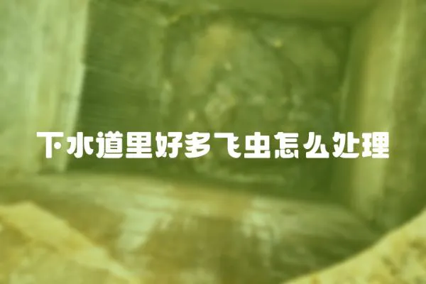 下水道里好多飛蟲怎么處理