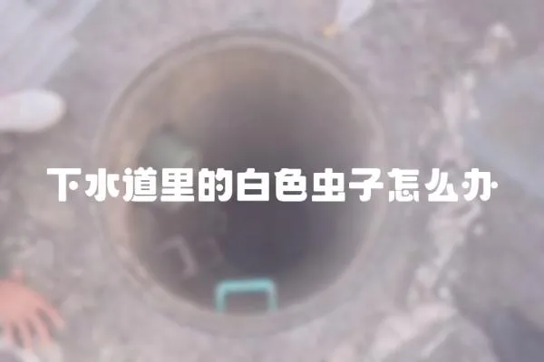 下水道里的白色蟲子怎么辦