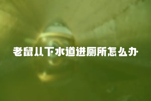 老鼠從下水道進廁所怎么辦