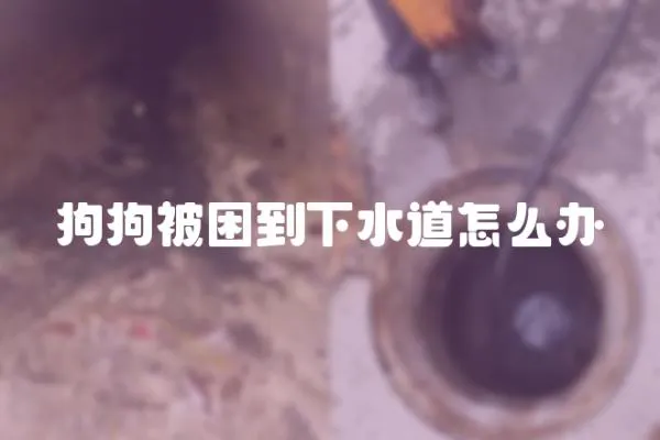 狗狗被困到下水道怎么辦
