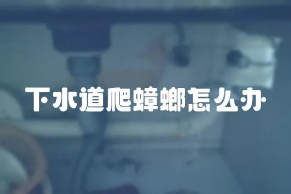 下水道爬蟑螂怎么辦