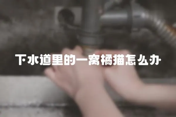 下水道里的一窩橘貓怎么辦