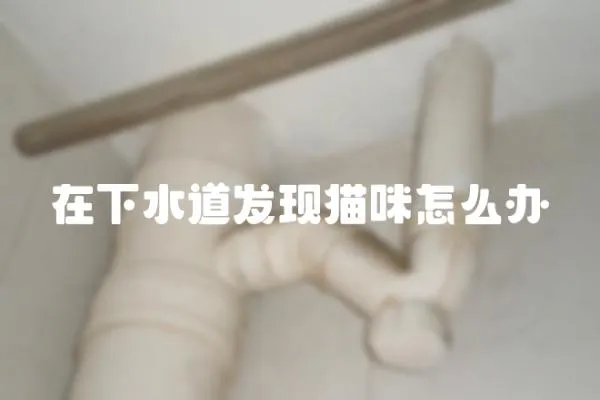 在下水道發(fā)現(xiàn)貓咪怎么辦