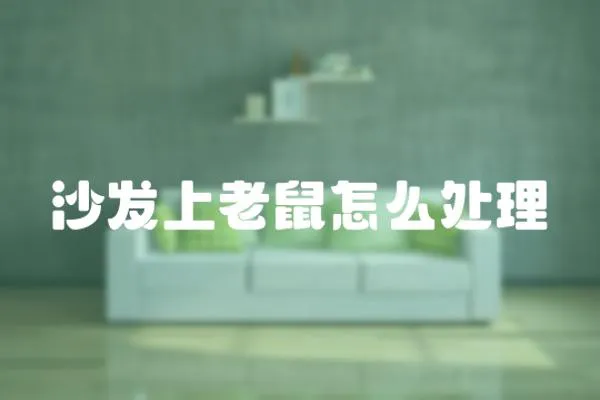 沙發上老鼠怎么處理