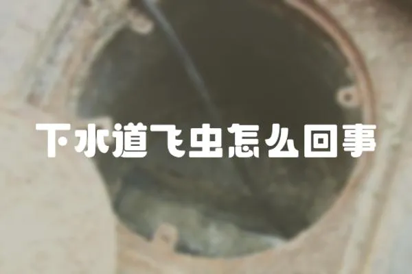 下水道飛蟲怎么回事