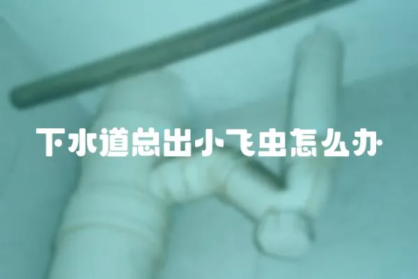 下水道總出小飛蟲怎么辦