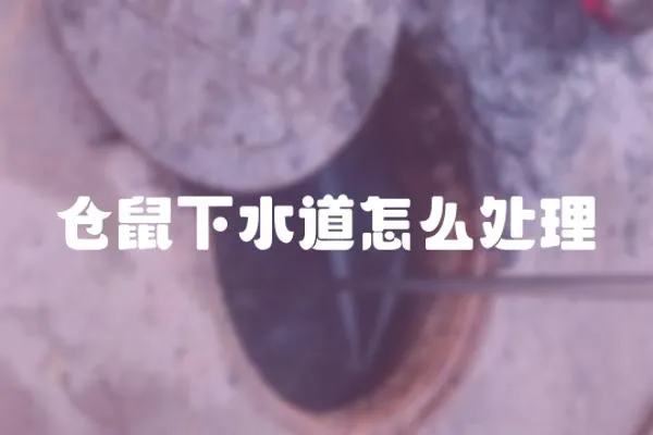 倉鼠下水道怎么處理