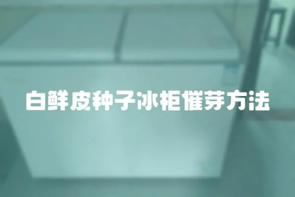 白鮮皮種子冰柜催芽方法