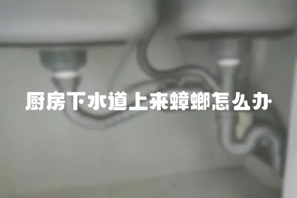 廚房下水道上來蟑螂怎么辦