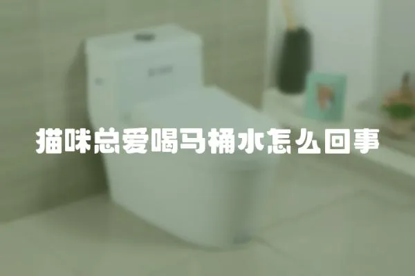 貓咪總愛喝馬桶水怎么回事