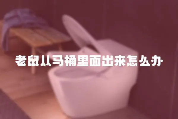 老鼠從馬桶里面出來怎么辦