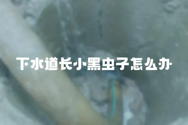 下水道長小黑蟲子怎么辦