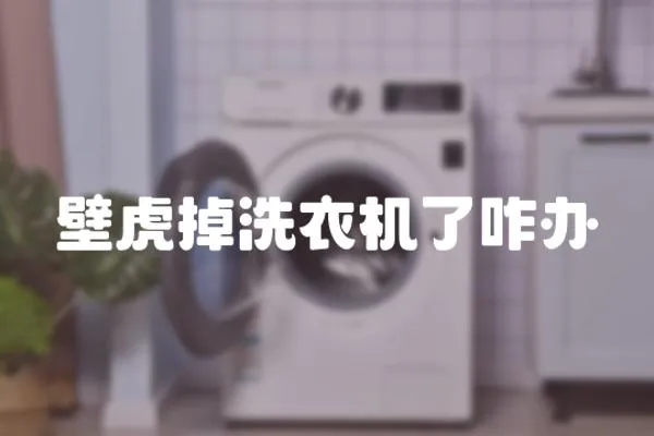 壁虎掉洗衣機了咋辦