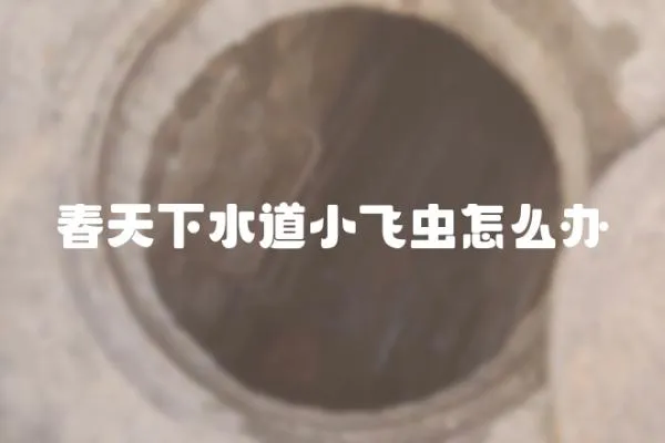 春天下水道小飛蟲怎么辦
