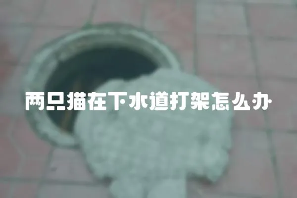 兩只貓在下水道打架怎么辦