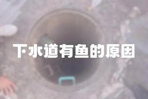 下水道有魚的原因