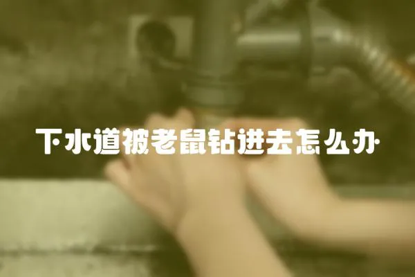 下水道被老鼠鉆進(jìn)去怎么辦