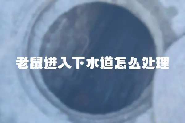 老鼠進入下水道怎么處理