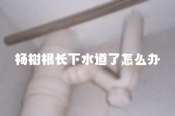 楊樹(shù)根長(zhǎng)下水道了怎么辦