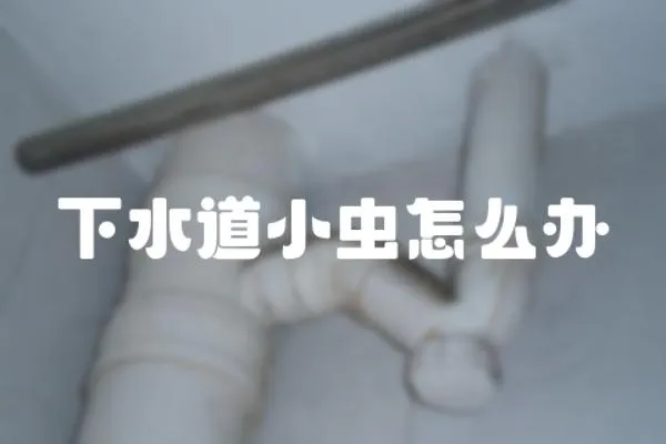 下水道小蟲怎么辦