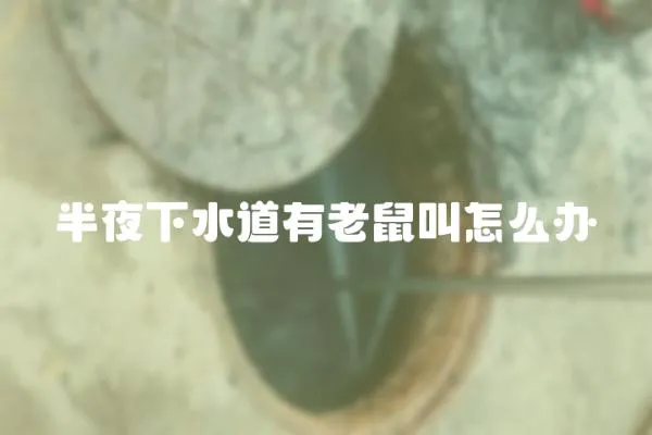 半夜下水道有老鼠叫怎么辦