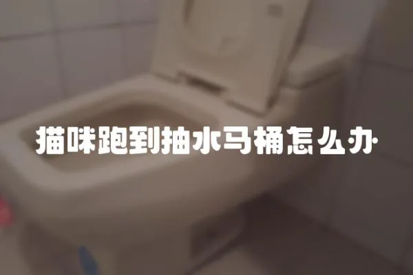 貓咪跑到抽水馬桶怎么辦
