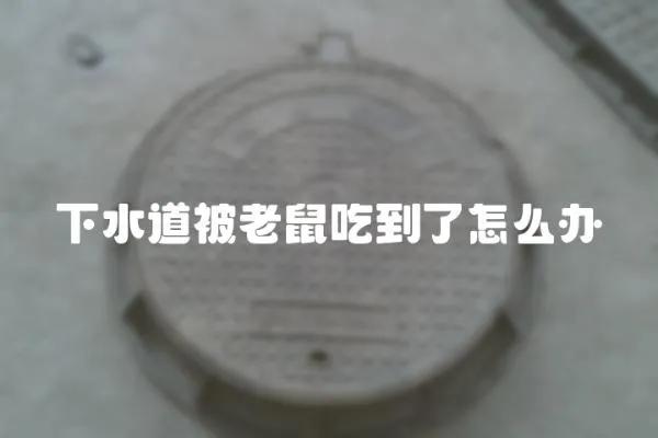 下水道被老鼠吃到了怎么辦